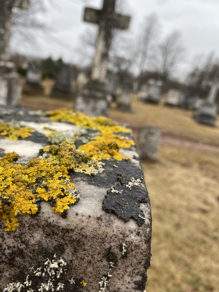 An old mossy gravestone in the Sherwood Cemetery 